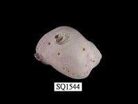 藏品(紫口珊瑚螺)的圖片